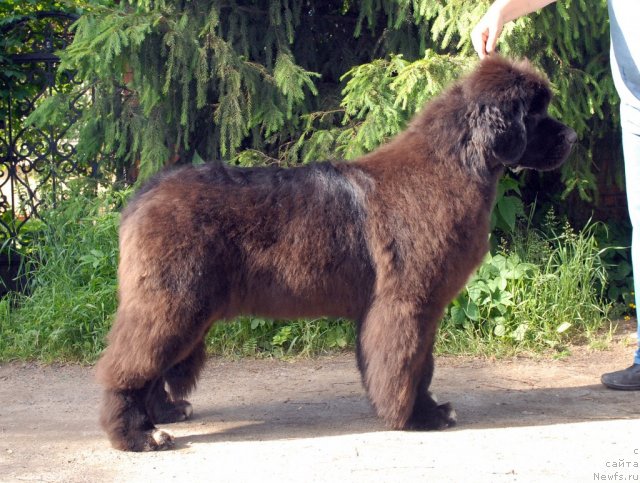 Фото: ньюфаундленд King of Helluland Over Ruled