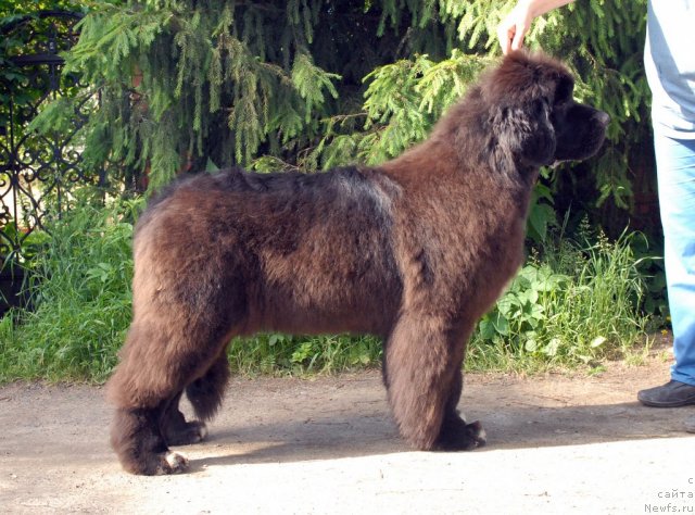 Фото: ньюфаундленд King of Helluland Over Ruled