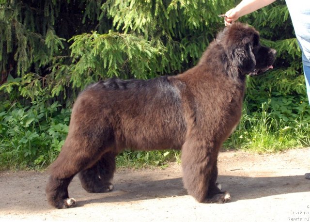 Фото: ньюфаундленд King of Helluland Over Ruled