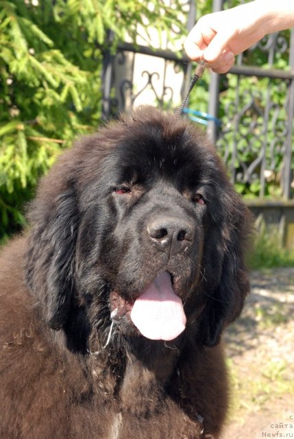 Фотография № 98459