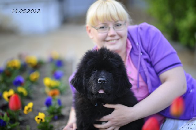 Фото: ньюфаундленд Бегущая по Волнам Фаир Плау (Beguschaya po Volnam Fire Play), Инга Мезенцева