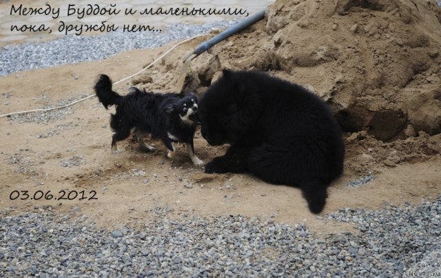 Фотография № 98477