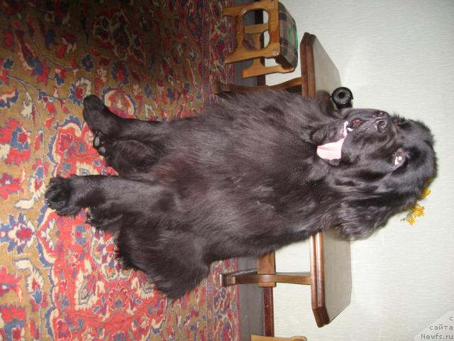 Фото: ньюфаундленд Веллингтон из Медвежьего Яра