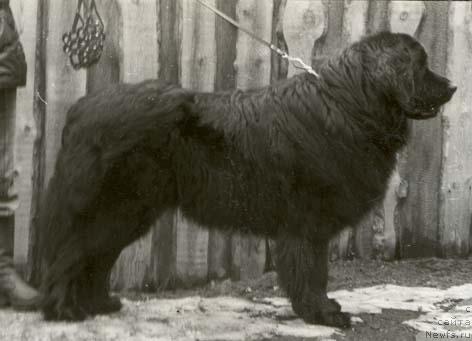 Фото: ньюфаундленд Цедор
