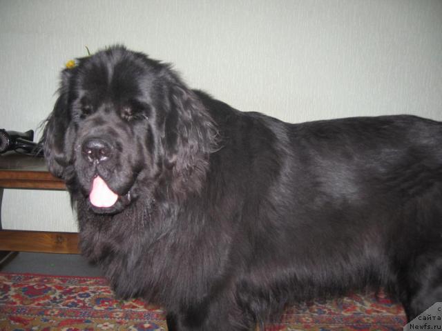Фото: ньюфаундленд Веллингтон из Медвежьего Яра