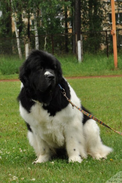 Фото: ньюфаундленд Супер Премиум Женева (Super Premium Zheneva)