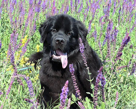 Фото: ньюфаундленд Сент Джонс Шармель