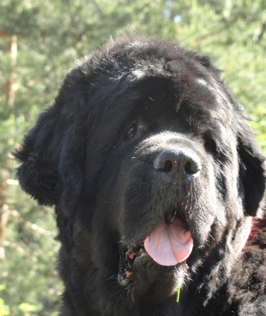 Фото: ньюфаундленд Thickish Newfoundland Monnalisadellagioconda