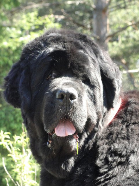 Фото: ньюфаундленд Thickish Newfoundland Monnalisadellagioconda