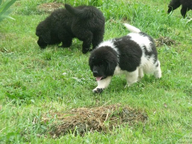 Фото: ньюфаундленд Изящная Галатея (Izyaschnaya Galateya), ньюфаундленд Избранный Витязь