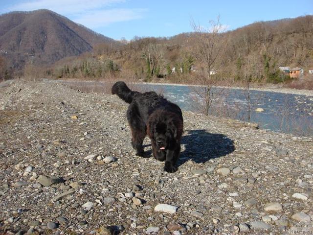 Фото: ньюфаундленд Потап Фидель