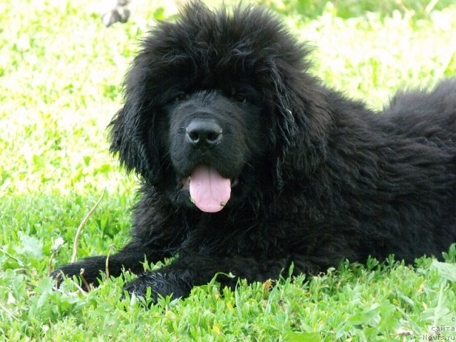 Фото: ньюфаундленд Избранный Витязь