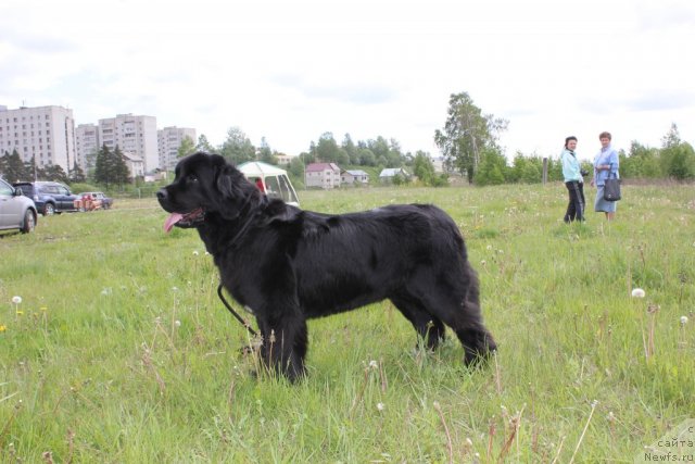 Фото: ньюфаундленд Дар Свезы Юника Сагитта (Dar Svezy Unika Sagitta)