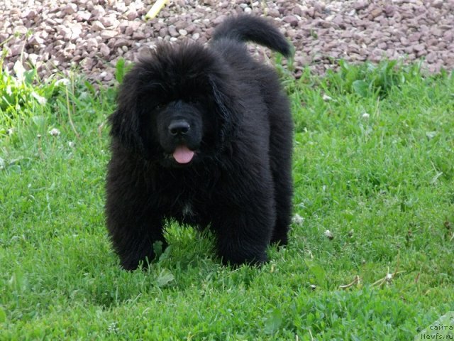 Фото: ньюфаундленд Избранный Витязь