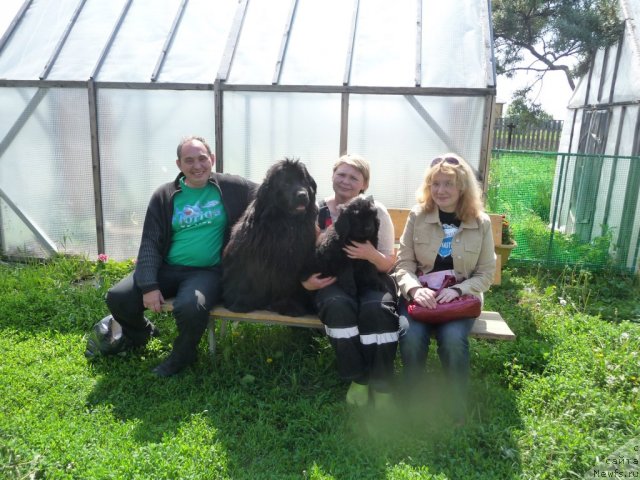 Фото: Новая семья Виктории, ньюфаундленд Вива Виктория, ньюфаундленд Большая Удача, Наташа Перевышина