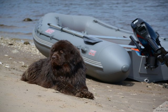 Фото: ньюфаундленд Звездная Тоскана Лесная Раскрасавица