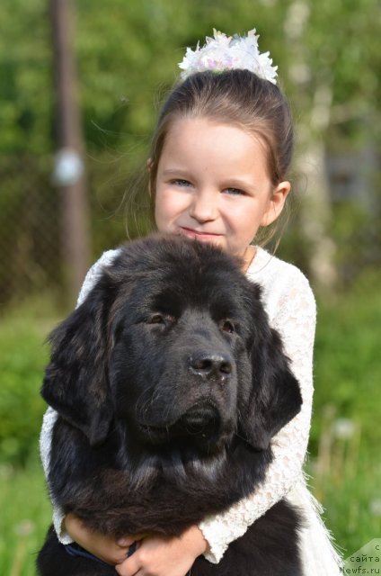 Фото: ньюфаундленд Примадонна Климская