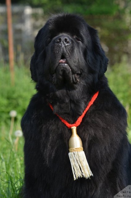 Фото: ньюфаундленд Акватория Келвин Килиманджаро (Aquatoriya Kelvin Kilimandzharo)