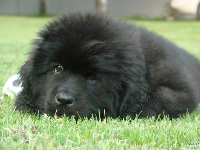 Фото: ньюфаундленд Сент Джонс Янтарная Капля