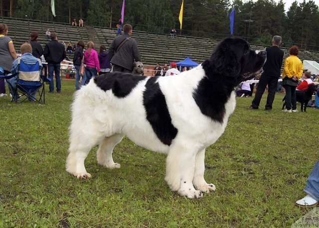 Фото: ньюфаундленд Супер Премиум Женева (Super Premium Zheneva)