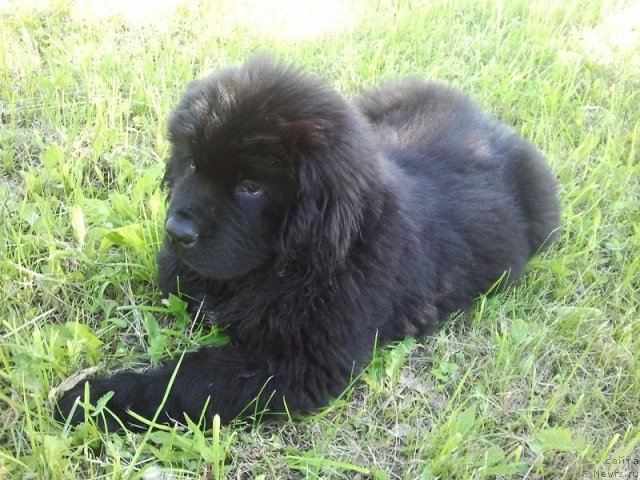 Фото: ньюфаундленд Изящный Франт