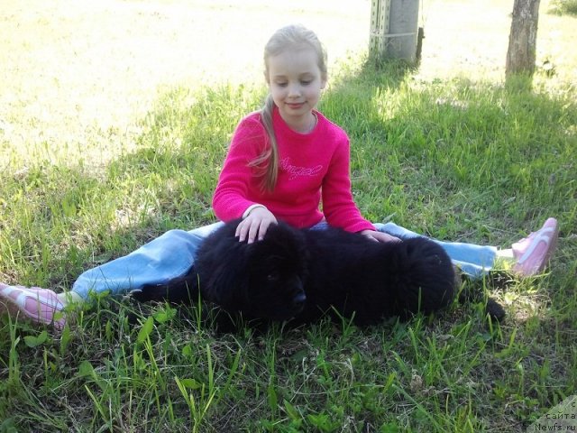 Фото: ньюфаундленд Изящный Франт