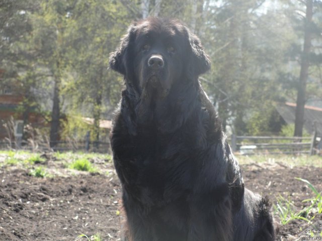 Фото: ньюфаундленд Жемчужина Сибири от Марлеон Дусвик