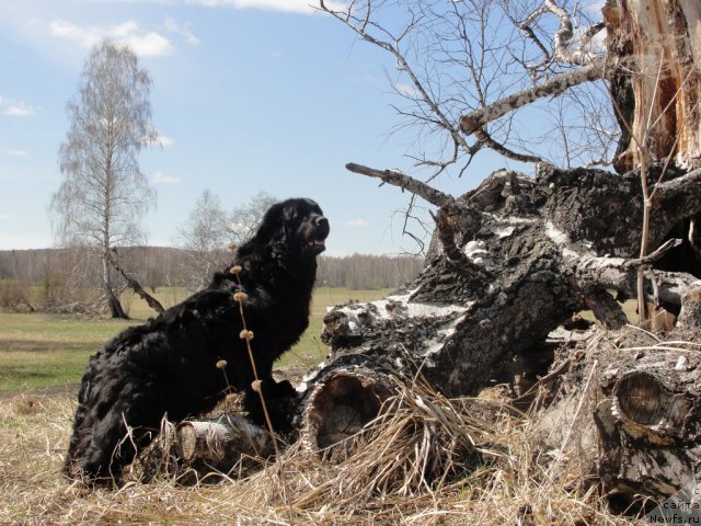 Фото: ньюфаундленд Жемчужина Сибири от Марлеон Дусвик
