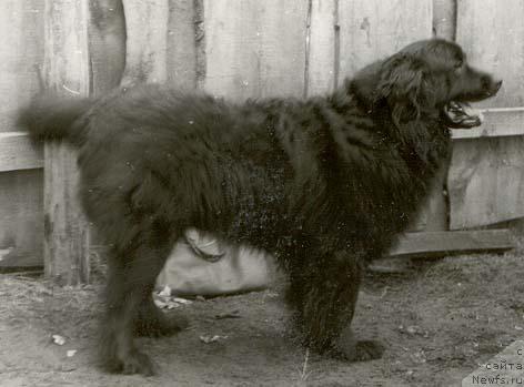 Фото: ньюфаундленд Али Грум