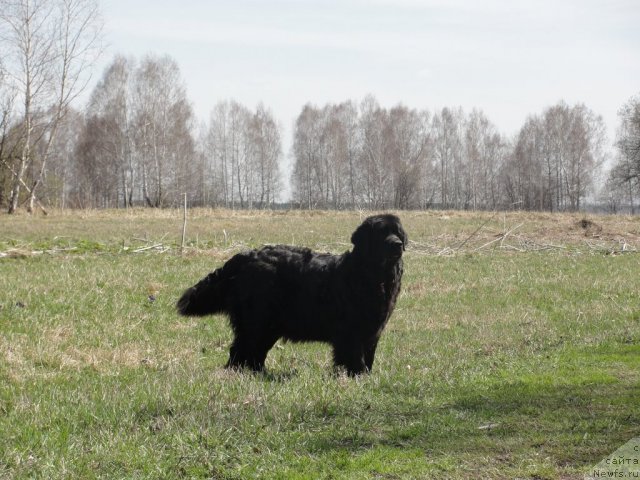 Фото: ньюфаундленд Жемчужина Сибири от Марлеон Дусвик
