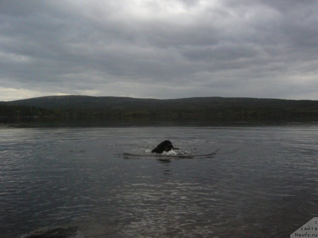 Фото: ньюфаундленд Питерньюф Нота Бене (Piternyuf Nota Bene)