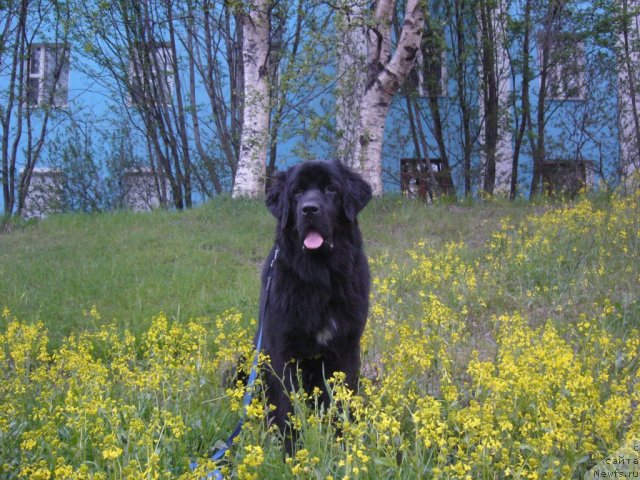 Фото: ньюфаундленд Питерньюф Нота Бене (Piternyuf Nota Bene)