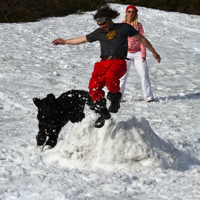 Фото: ньюфаундленд Питерньюф Нота Бене (Piternyuf Nota Bene), Екатерина Зайцева
