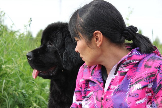 Фото: Ирина Бубнова, ньюфаундленд Дар Свезы Юника Сагитта (Dar Svezy Unika Sagitta)