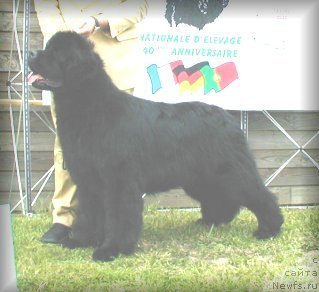 Фото: ньюфаундленд Fairweathers Diamond Snow Flake