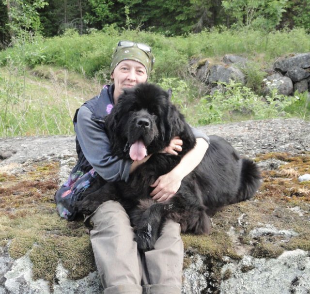 Фото: Ольга Королева, ньюфаундленд Бегущая по Волнам Дансинг Квин (Beguschaya po Volnam Dancing Queen)