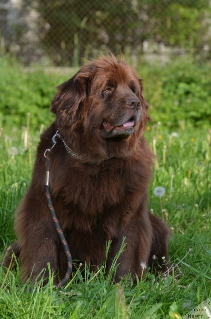 Фото: ньюфаундленд Фанньюф Акудзява Назаровна