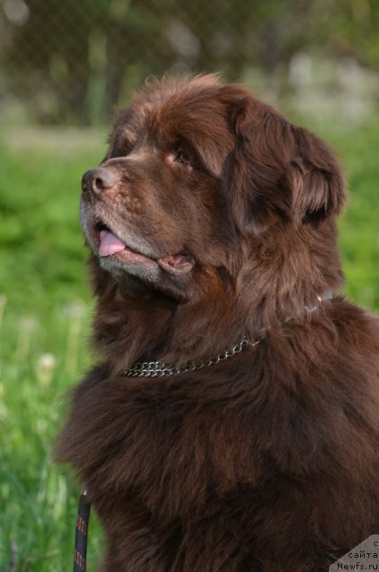 Фото: ньюфаундленд Фанньюф Акудзява Назаровна