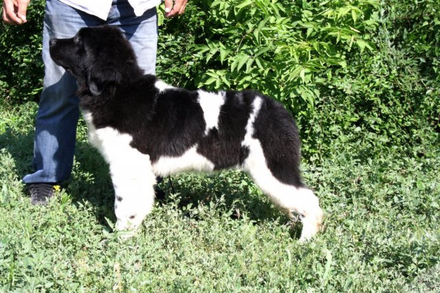 Фото: ньюфаундленд Черный Шарм Ванкувер