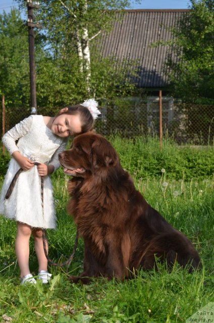 Фото: ньюфаундленд Фанньюф Акудзява Назаровна