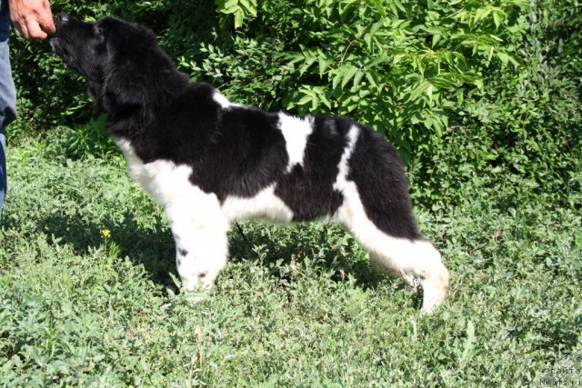 Фото: ньюфаундленд Черный Шарм Ванкувер