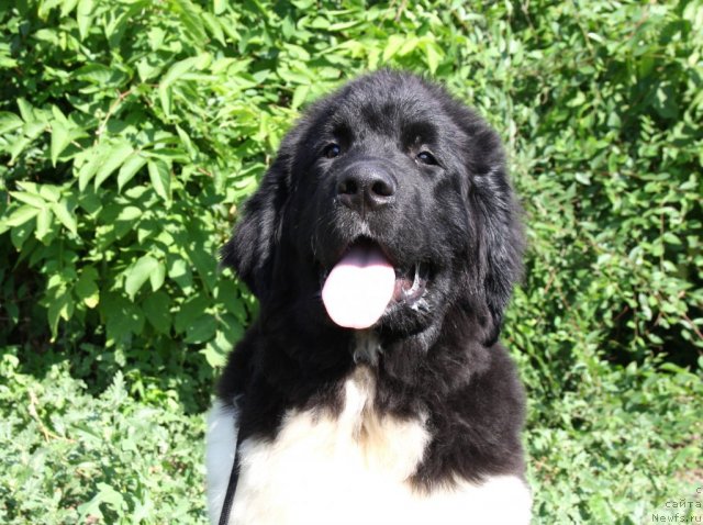 Фото: ньюфаундленд Черный Шарм Ванкувер