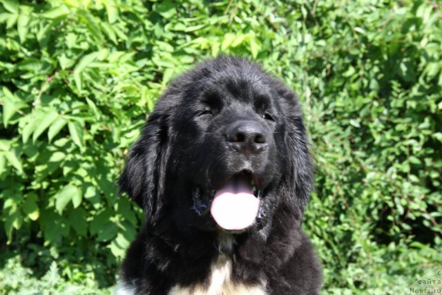 Фото: ньюфаундленд Черный Шарм Ванкувер