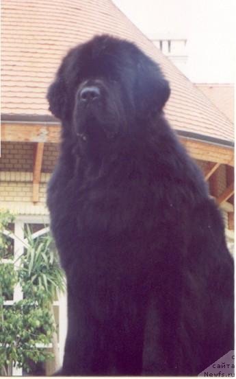 Фото: ньюфаундленд Midnight Lady's African Star