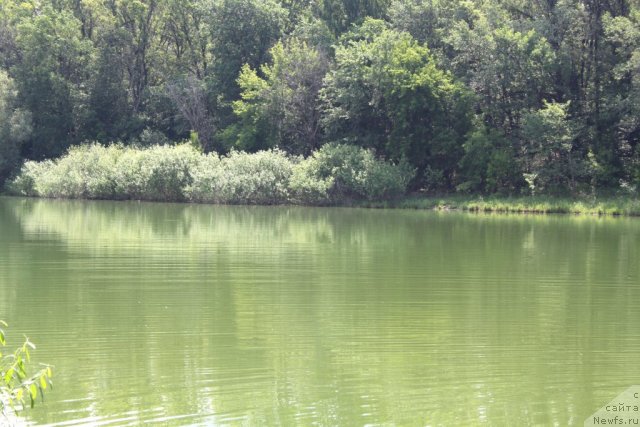 Фотография № 98632