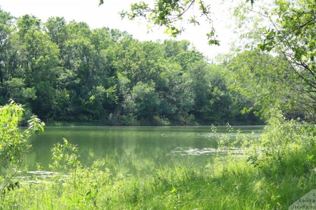 Фотография № 98633