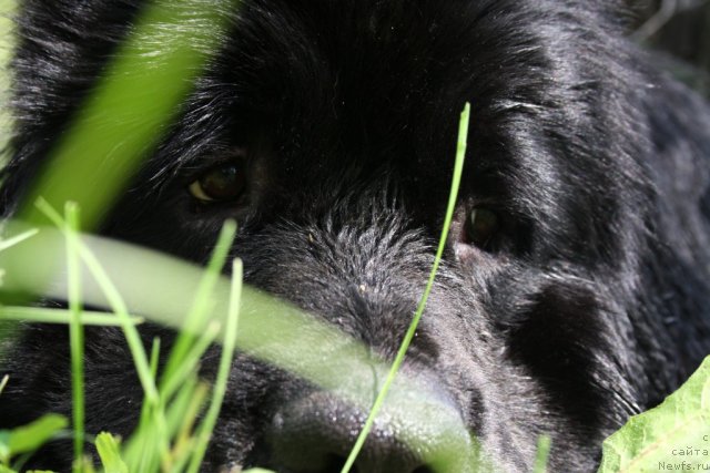 Фото: ньюфаундленд Черный Шарм Бонифаций