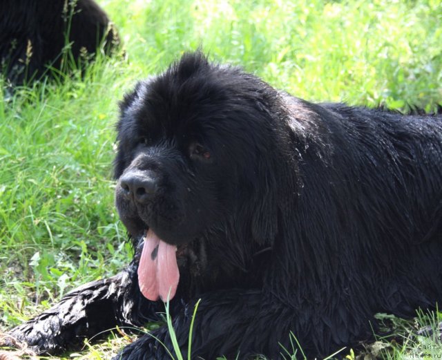 Фотография № 98638