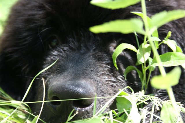 Фото: ньюфаундленд Walking Under Starlight Nuo Ozo Kalvu