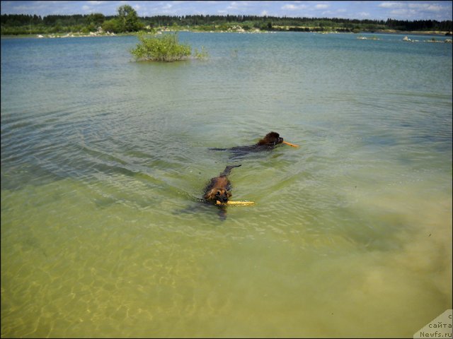 Фото: ньюфаундленд Хозяйка Дома с Берега Дона (Hozjajka Doma s Berega Dona)